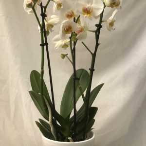 Orchidee Wit 2/3 Stelen €10 Scheerhoorn Bloemen Leek