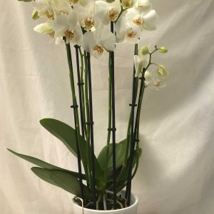 Orchidee Wit 5 Stelen €15 Scheerhoorn Bloemen Leek