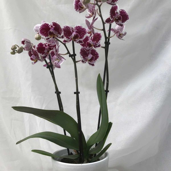 Orchidee Gekleurd €12,50 Scheerhoorn Bloemen Leek